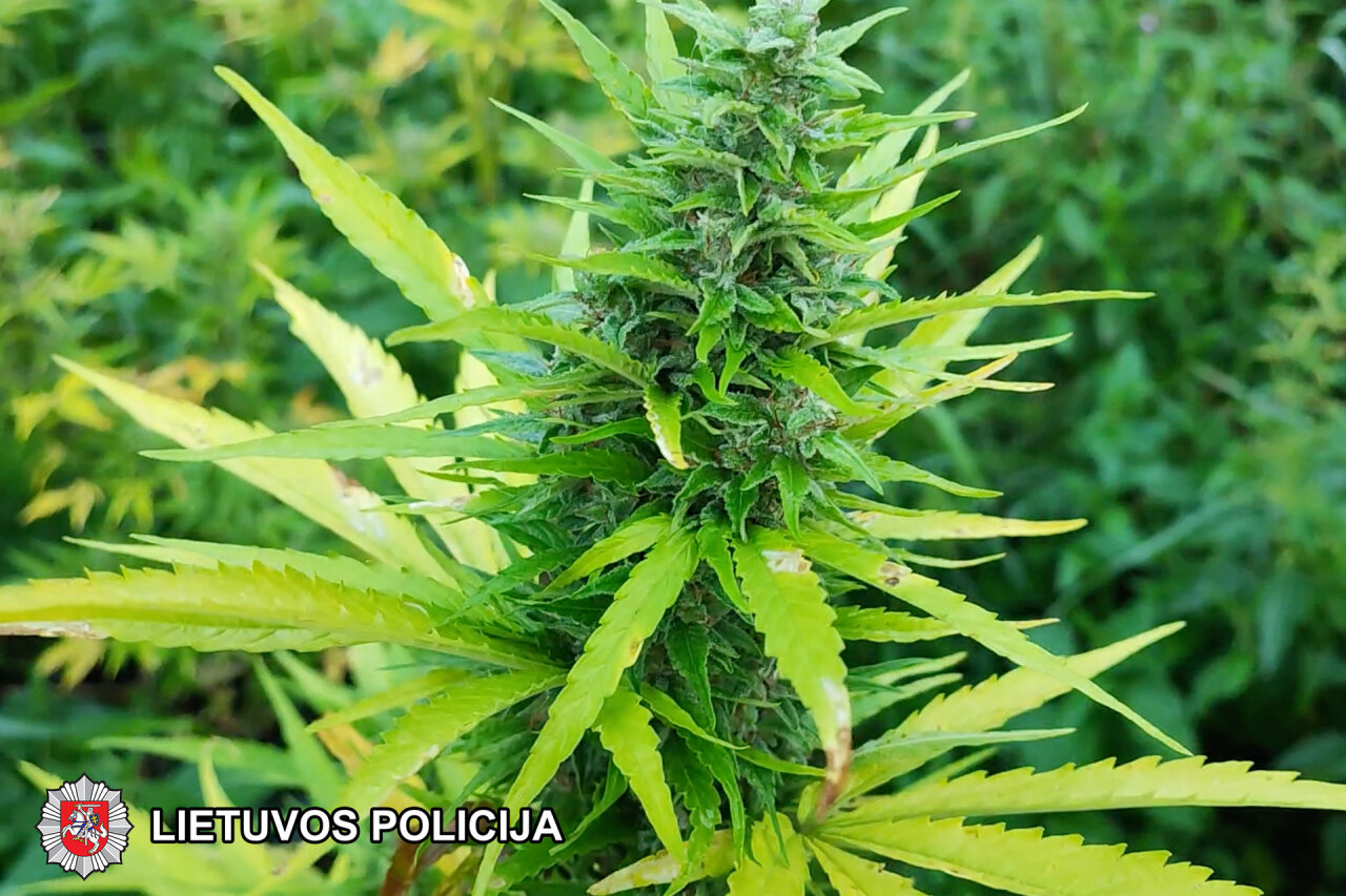 Kupiškio rajono sodyboje aptikta kanapių plantacija