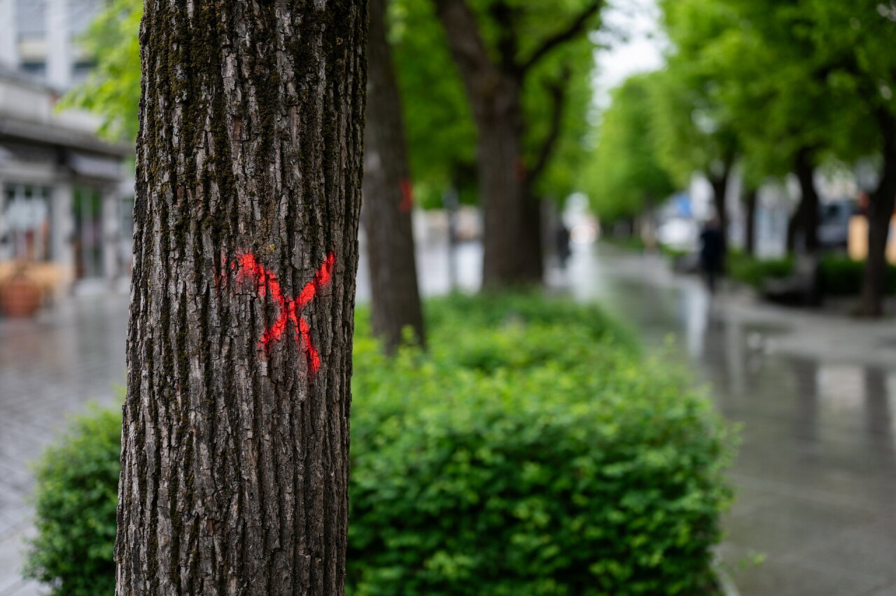 Kauno Laisvės alėjoje vyks želdinių tvarkymo darbai: numatyta pašalinti 9 liepas