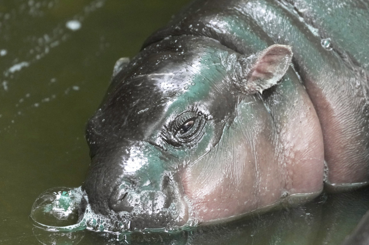 Zoologijos sode gimęs itin retas begemotas veda iš proto Tailando gyventojus: ir garbina, ir skriaudžia