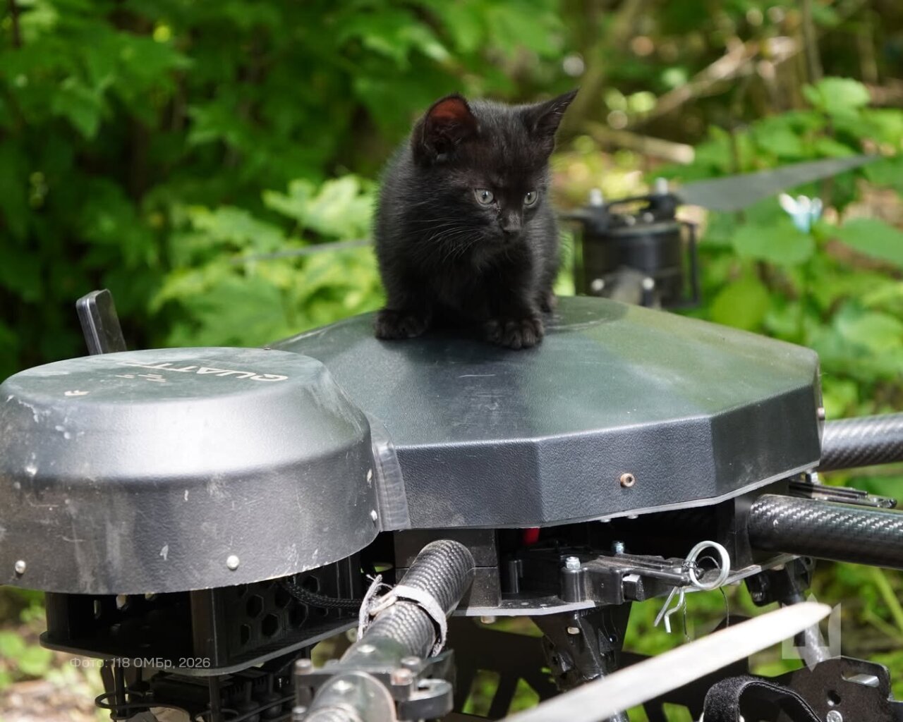 Operacija „Miau-miau“: baisiausias Ukrainos dronas išgelbėjo kačių šeimyną