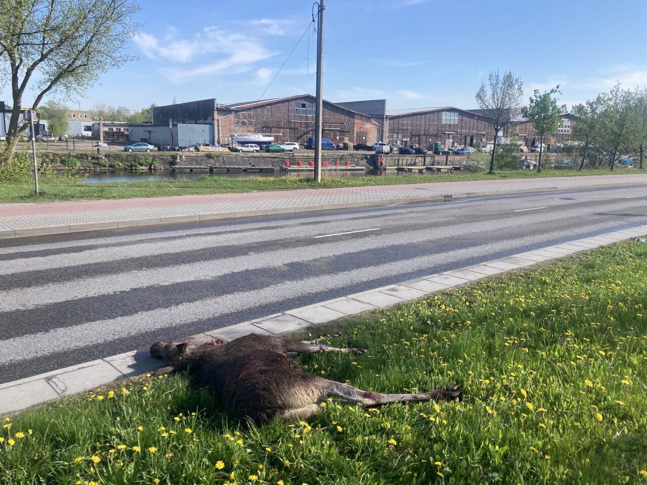 Klaipėdoje penktadienio rytą stojo eismas: į kelią i&scaron;bėgo briedžio jauniklis