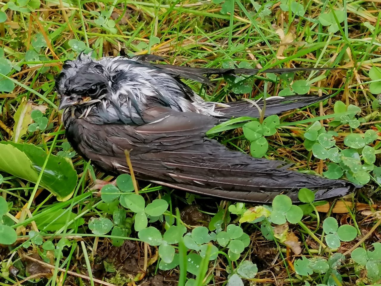 Ką daryti, jei po audros kieme radote nepaskrendantį paukštį: specialistai griežtai nesiūlo vieno dalyko