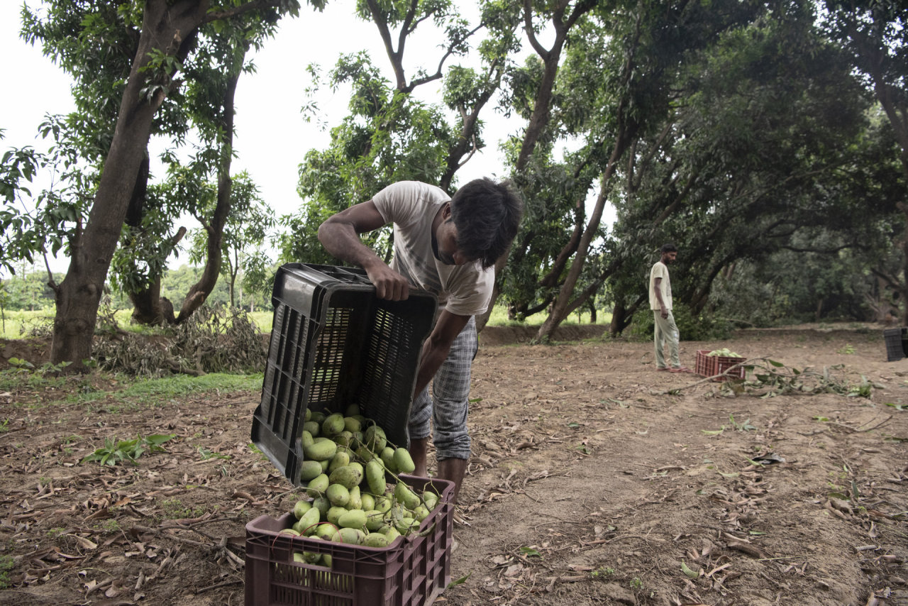 Klimato krizės grimasos – karščio bangos naikina mangų plantacijas