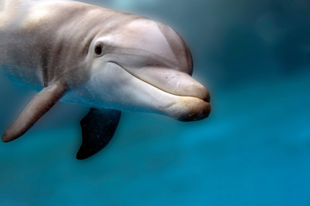 Biologas: dėl Rusijos agresijos Juodojoje jūroje nugaišo tūkstančiai delfinų