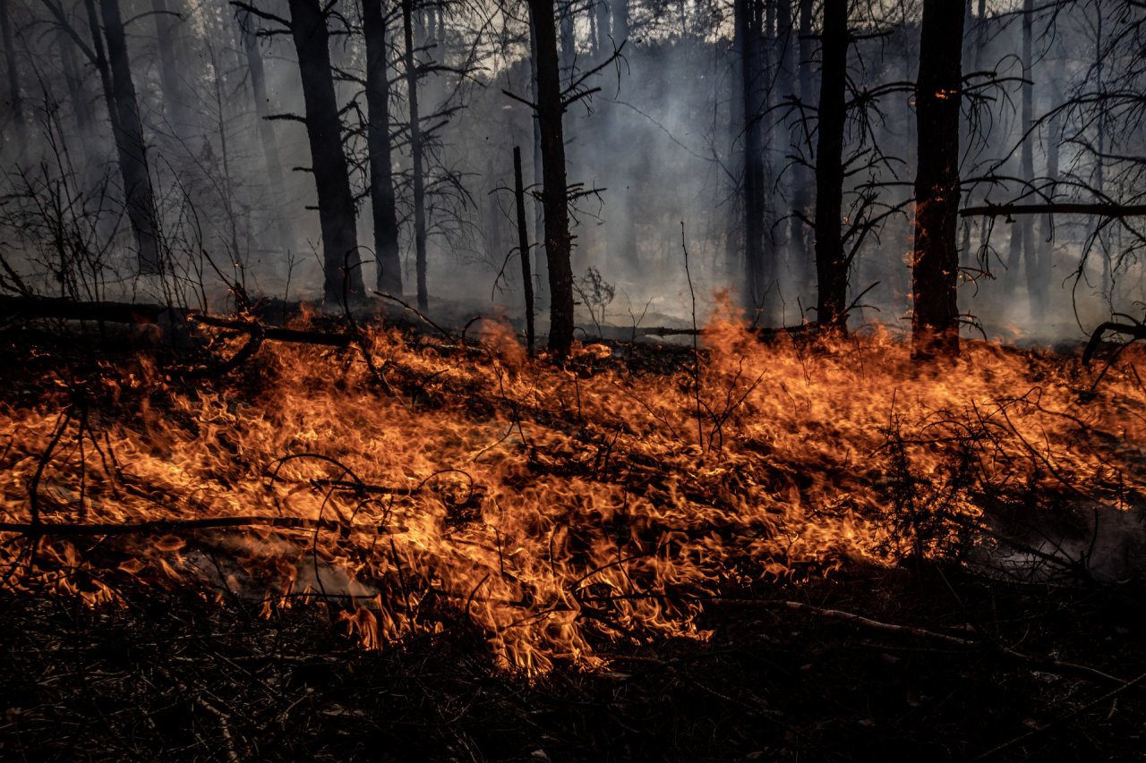 Ministerija siūlo leisti deginti miško paklotę eksperimentinių tyrimų tikslais