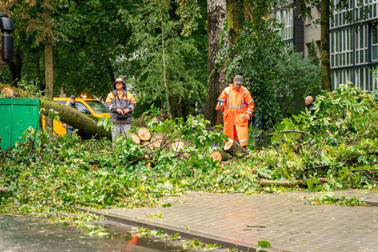 Panevėžyje tęsiami po audros kritusių medžių tvarkymo darbai: kviečia telktis ir gyventojus