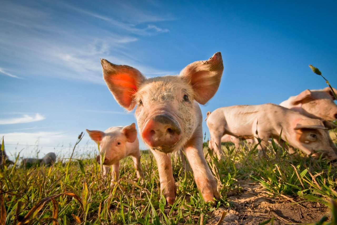 VMVT: afrikinis kiaulių maras nesitraukia – užfiksuotas naujas židinys