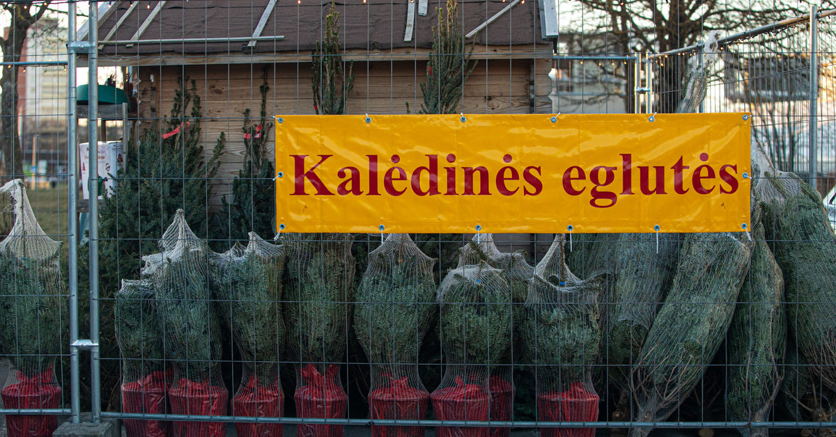 Juletrær: hvilke kjøper litauere i år og hvor mye koster de?  |  Virksomhet