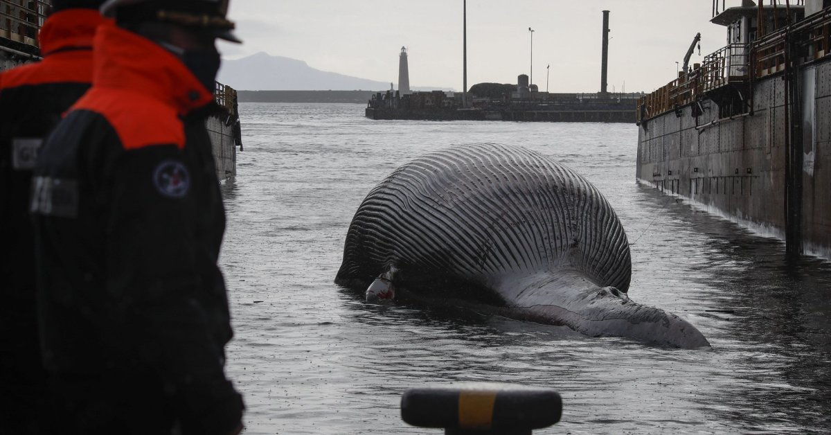 Balena gigante morta trovata al largo delle coste italiane