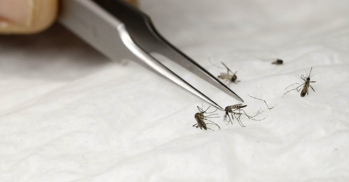 In Italia, una giovane ragazza morta di malaria ha contratto la malattia in ospedale