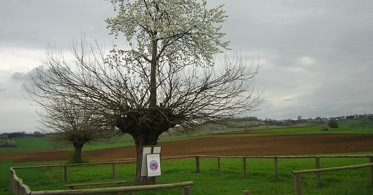 Succede anche così: in Italia cresce un albero su un’altra Vita