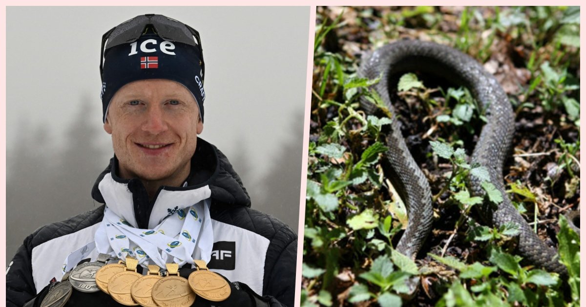 Norsk idrettskonge trengte nødhjelp – bitt av en slange |  Sport
