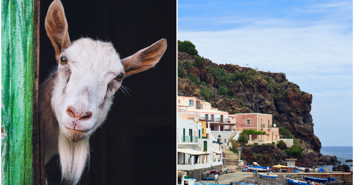 un’isola italiana ti invita ad “adottare” le capre: puoi prenderne anche 50, ma devi comunque catturarle |  Vita