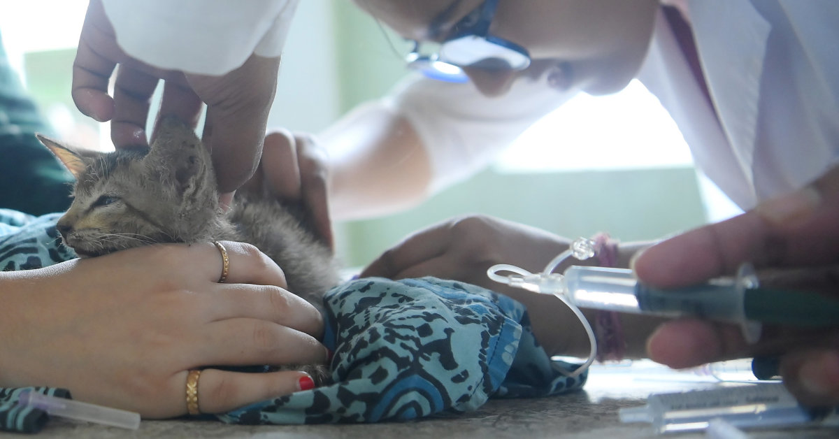 WHO: W Polsce zgłaszane są przypadki ptasiej grypy u kotów