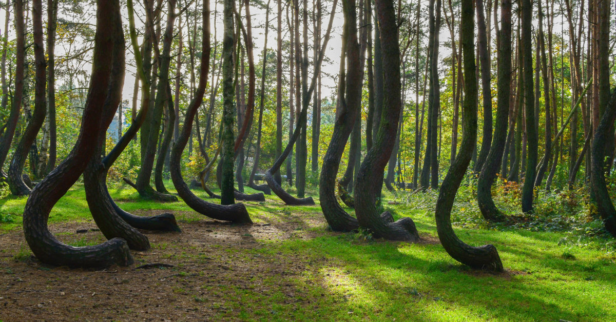 Zakrzywiony las w Polsce: cud natury, który warto zobaczyć