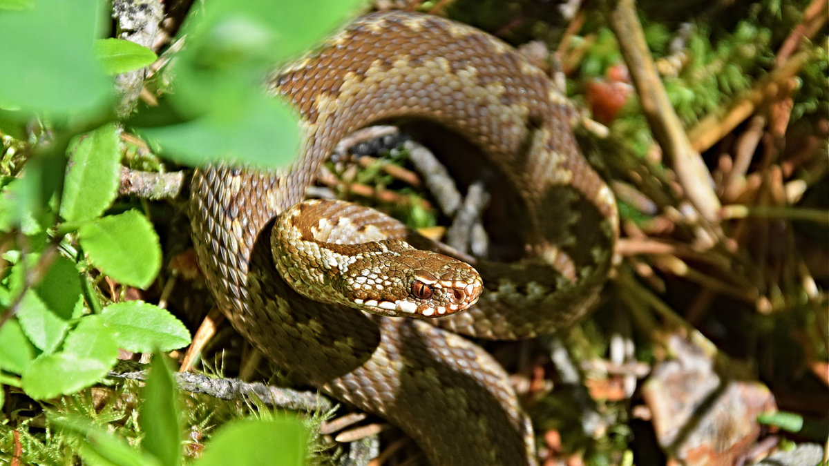 Rokiškietės Jolitos Pretkutės Lietuvos miškuose nufotografuotos angys ir žalčiai / Jolitos Pretkutės nuotr. 