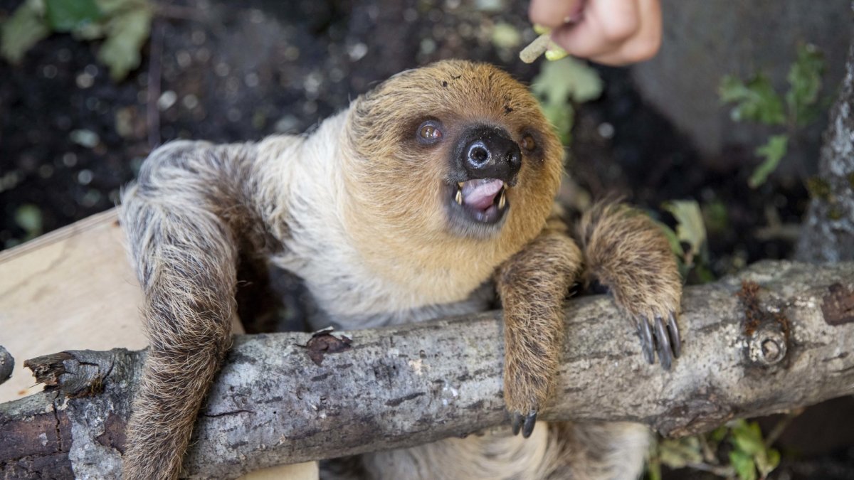 Lietuvos zoologijos sode – dvipirštis tinginys / Lietuvos zoologijos sodo nuotr.