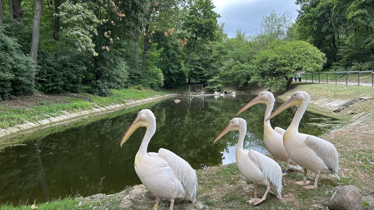 Lietuvos zoologijos sodas atšventė 86-ąjį gimtadienį / Sigitos Purvinskaitės nuotr.