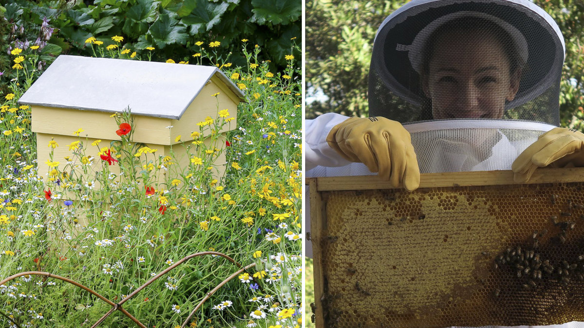Jennifer Garner Los Andžele augina septynias bičių šeimas ir gardina maistą tik savo medumi / Vida Press nuotraukos