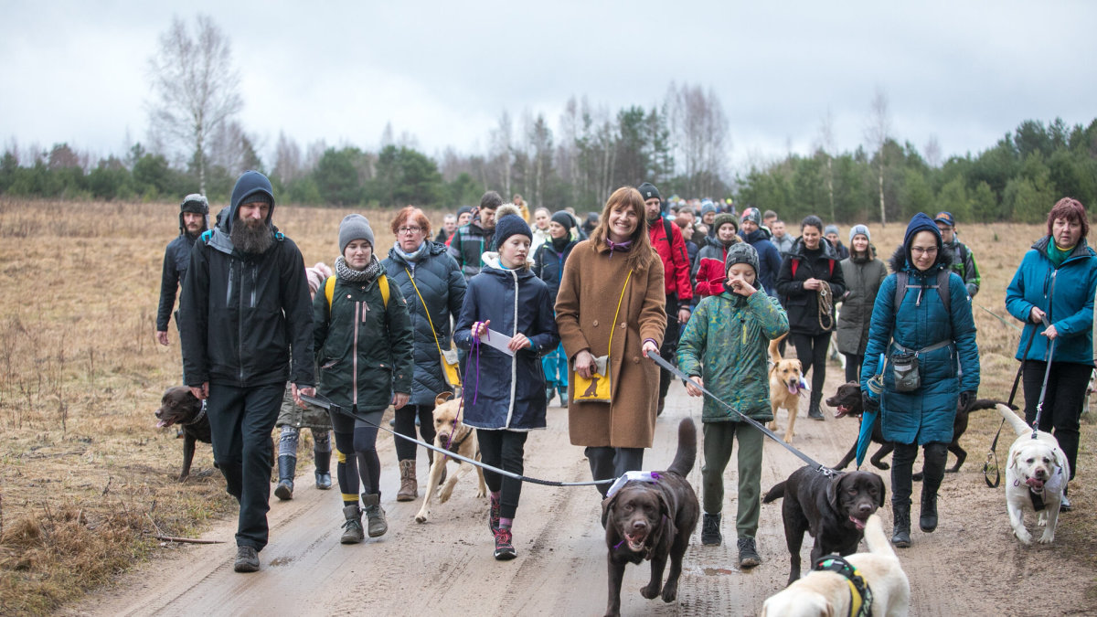 Žygis su šimtais labradorų Labanoro girioje/Organizatorių nuotr.