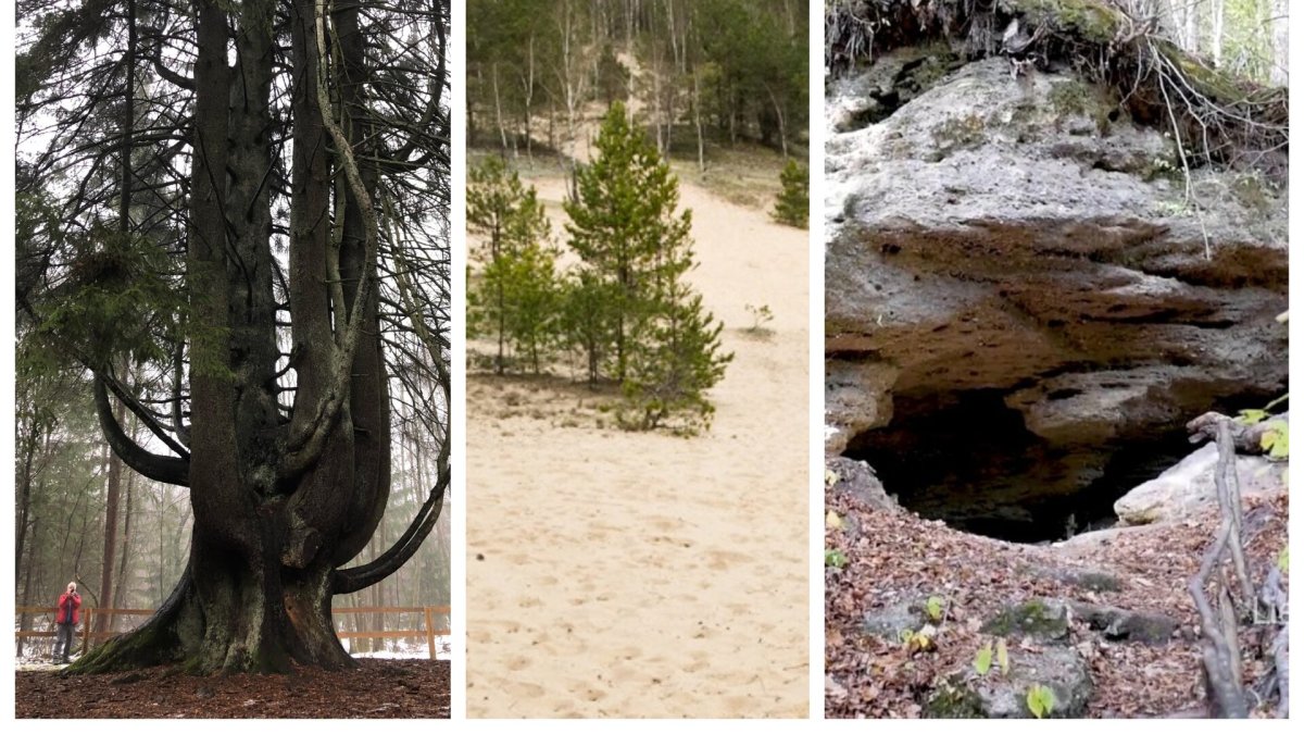 Raganų eglė, Bartkuškio miško kopa ir Skališkių (Liucionių) ola