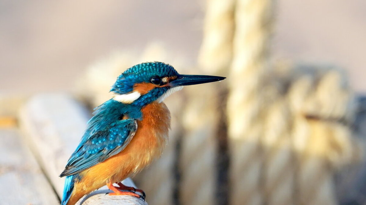 Tulžys (lot. Alcedo atthis, angl. European Kingfisher, vok. Eisvogel) – tulžinių (Alcedinidae) šeimos vienas iš gražiausių Lietuvos paukščių.