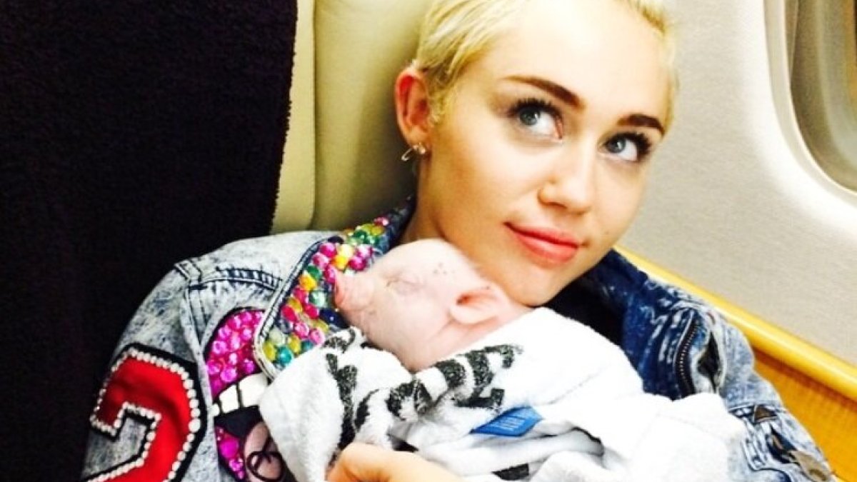 Miley Cyrus su kiaulaite Bubba Sue