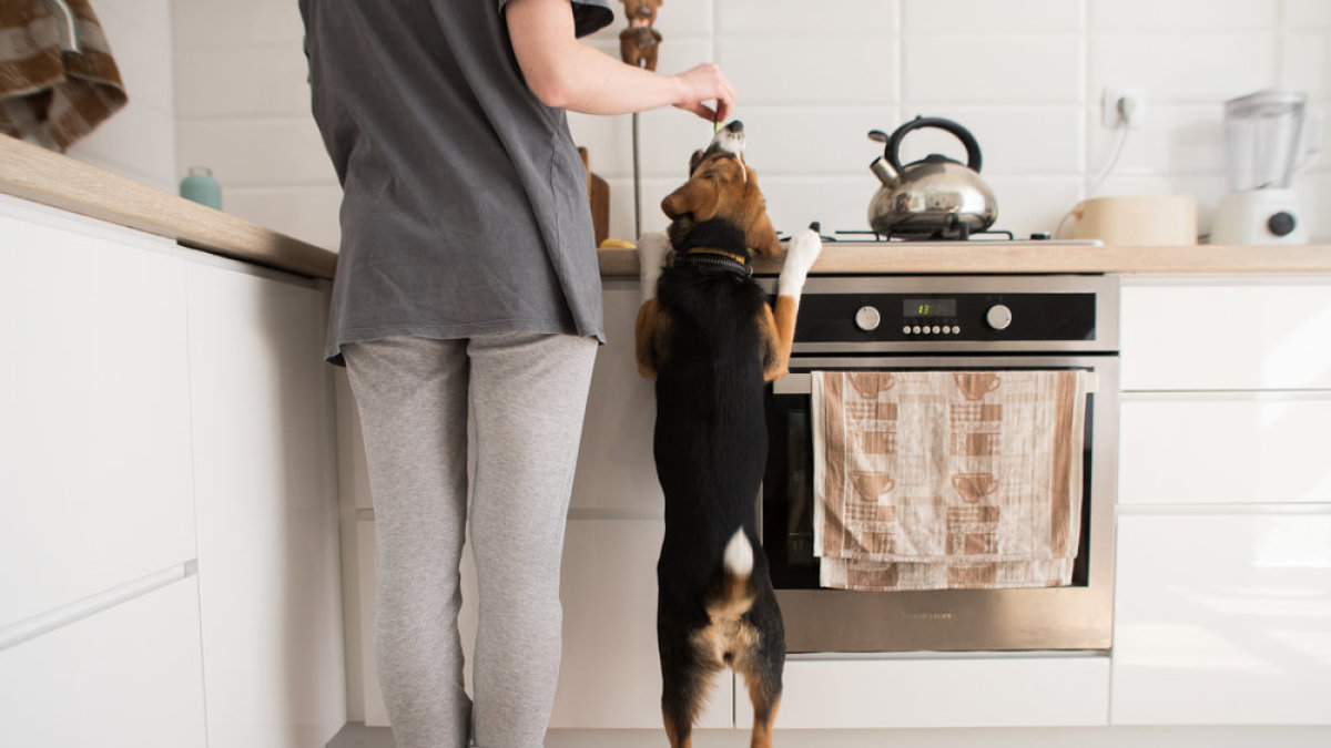 Šuo prašinėja maisto. / Shutterstock nuotr.