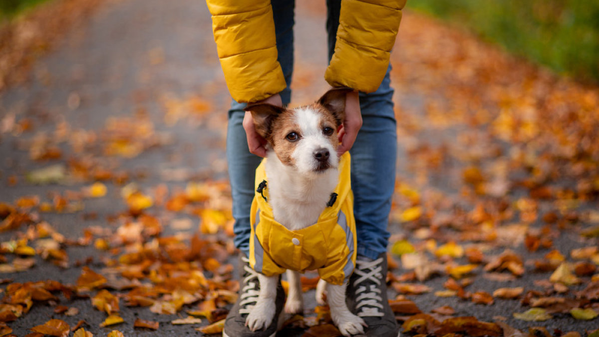 Šuo su apranga / Shutterstock nuotr.