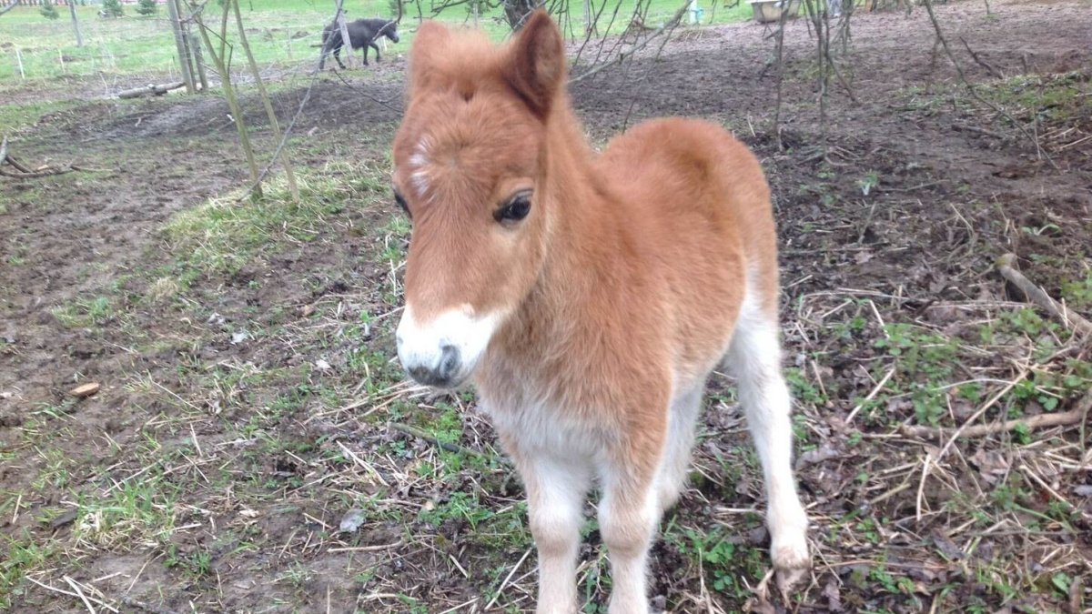 Dainos Bilevičiūtės gauta dovana – ponis