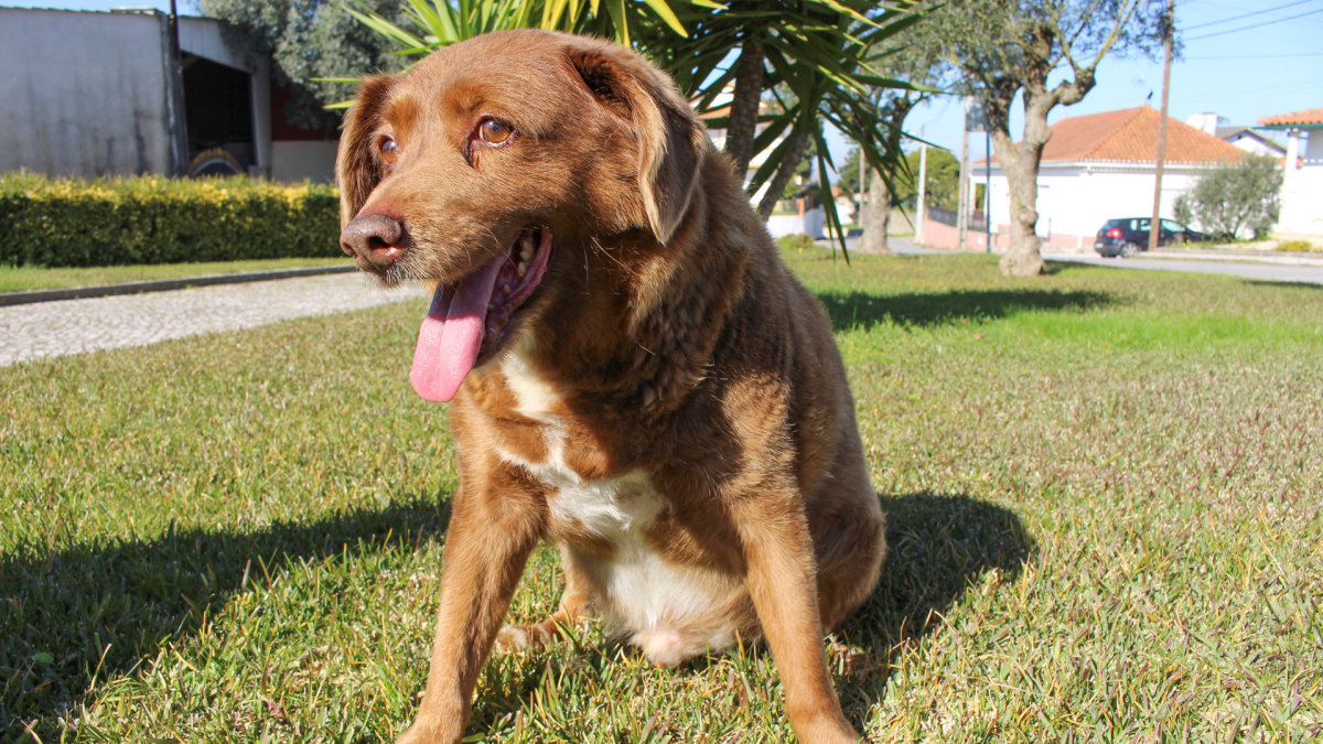 30-ies sulaukęs Bobi iš Portugalijos pripažintas seniausiu šunimi pasaulyje / „Reuters“/„Scanpix“ nuotr.