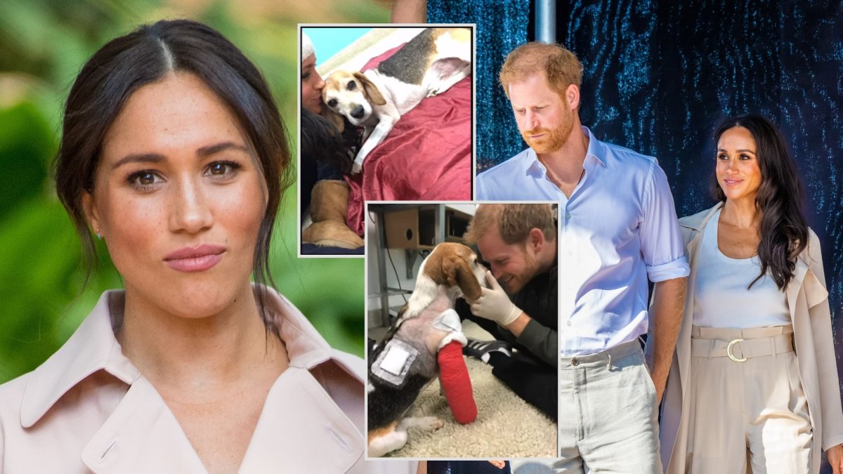 Meghan Markle, Princas Harry, augintinis Guy'us / Vida Press nuotr. ir stop kadrai