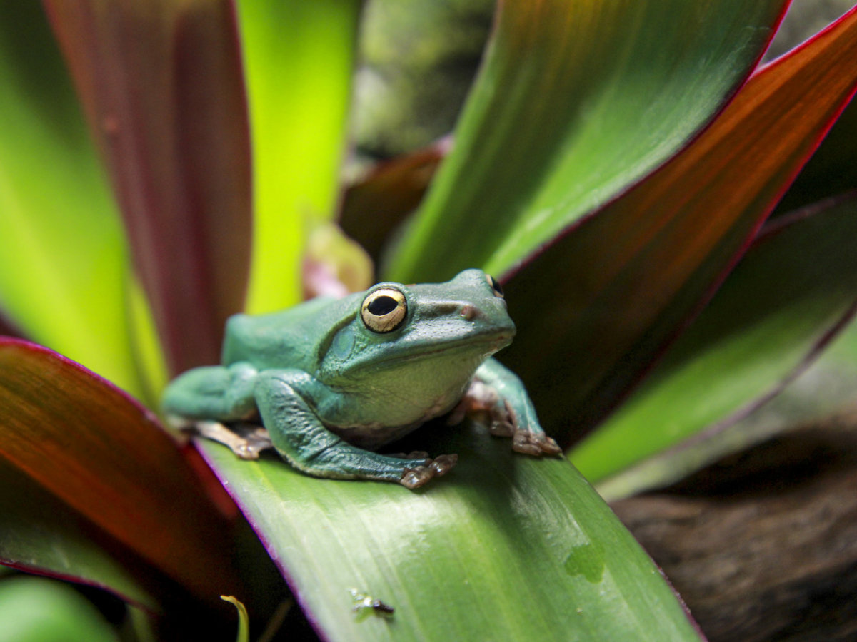 Zoologijos Sode Kaune Ciulbancios Ir Skraidancios Varlės 15min Lt