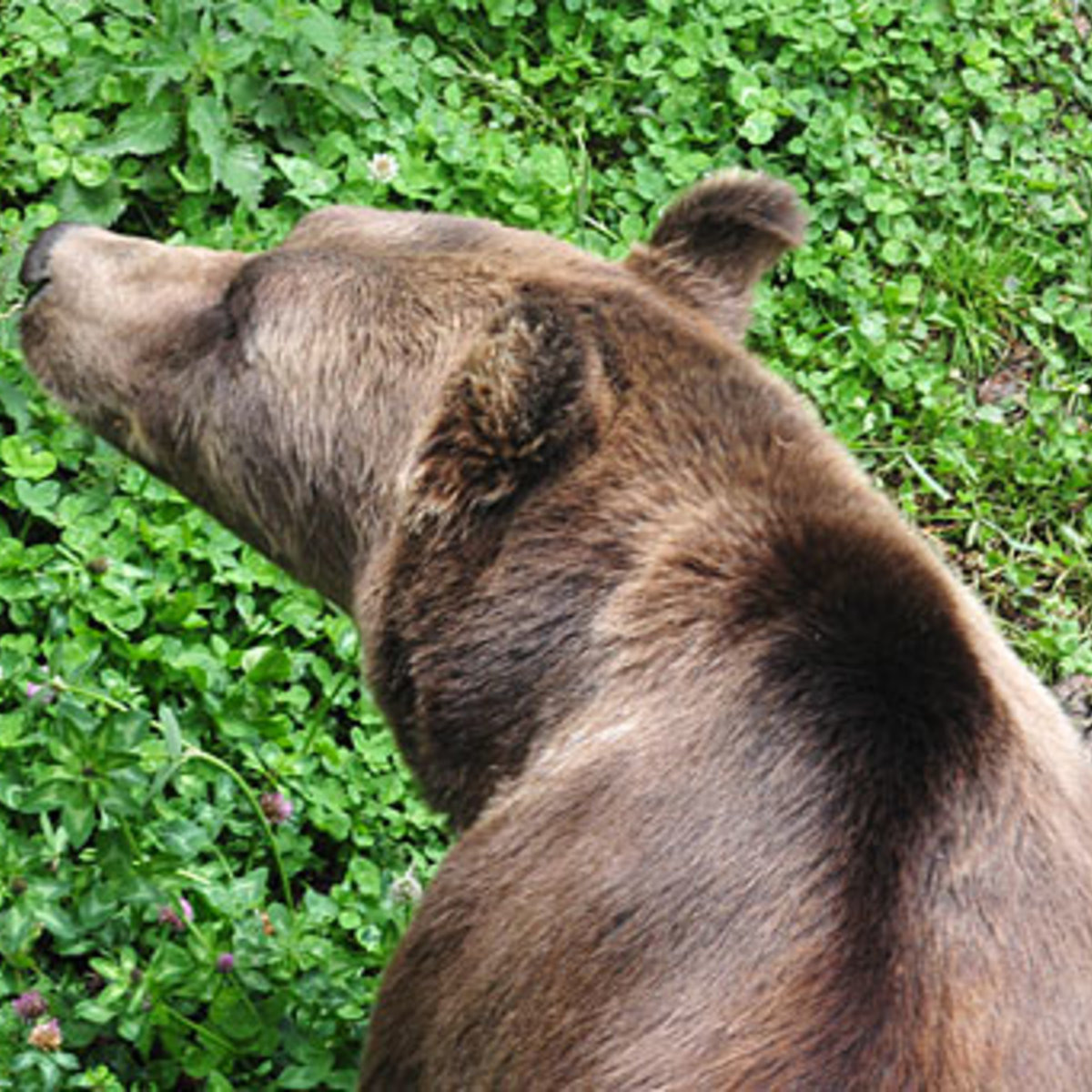 Норвежский водитель на трассе увернулся от лося и тут же сбил медведя |  ru.15min.lt