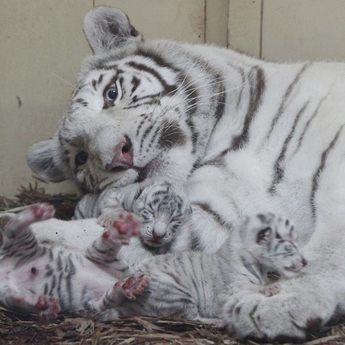 Lenkijos Zoologijos Sode Gimė Keturi Baltųjų Liutų Ir Trys Baltųjų Tigrų Jaunikliai 15min Lt