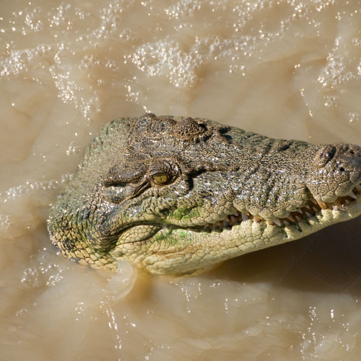 Krokodilo Asaros Pramanas Apie Netikra Atgaila Ar Biologija Mokslas It