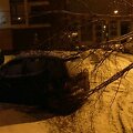 Ant automobilio užvirtęs medis