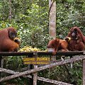 Ne visi orangutanai drįsta puotauti kartu su gaujos patinu