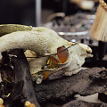 &bdquo;Amber Trip&ldquo; paroda