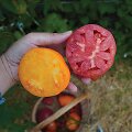 &lsquo;Fox nose&rsquo; ir &lsquo;Red Pear&rsquo; &ndash; jau ne vienus metus patikrintas pasirinkimas. 