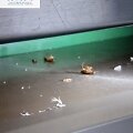 Patikrinimas Kauno &bdquo;Akropolis&ldquo; veikiančiame restorane &bdquo;Gan bei city&ldquo;