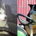 Sibire haskis su &bdquo;Žiguli&ldquo; trenkėsi į &bdquo;Mercedes&ldquo;, &Scaron;kotijoje aviganis &bdquo;nuvarė&ldquo; traktorių 