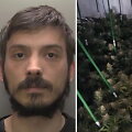 Edvinas Ulikauskas, kanapių bylos įkalčiai