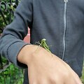 Europinis maldininkas, aptiktas Kauno vaikų žaidimų aik&scaron;telėje