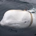 Baltasis delfinas