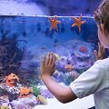 Akvariumas namuose &ndash; kaip i&scaron;sirinkti tinkamą ir jį įrengti? 