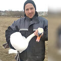 Kėdainiečiai gelbėjo gulbę: teko ginti nuo lapės, vėliau &ndash; operuoti