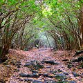 Aokigahara mi&scaron;kas