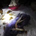 Per reidą Utenos aplinkosaugininkai sulaikė ne pirmą kartą įkliuvusius tinklininkus