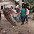 Indonezijos kaime žmogų užpuolęs pitonas buvo pakabintas tarp medžių, o vėliau suvalgytas